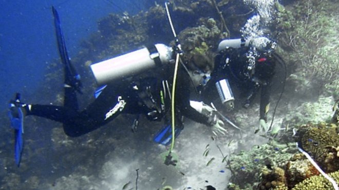 Researchers collect specimen during a dive