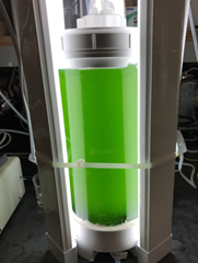 Algae Technology
