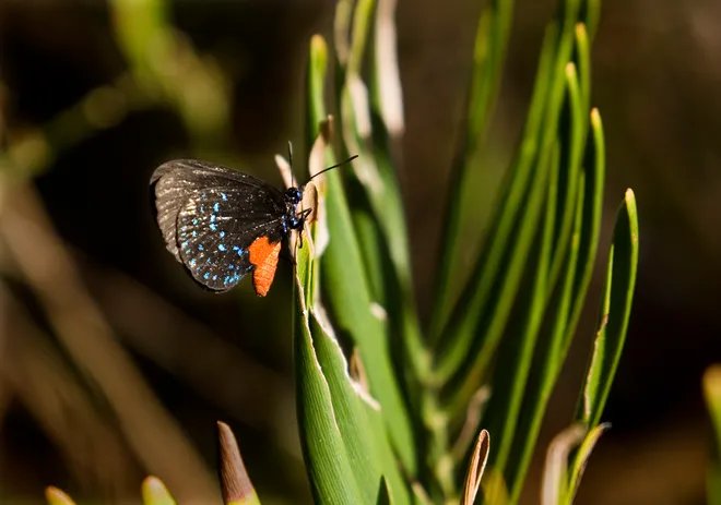 atala butterfly