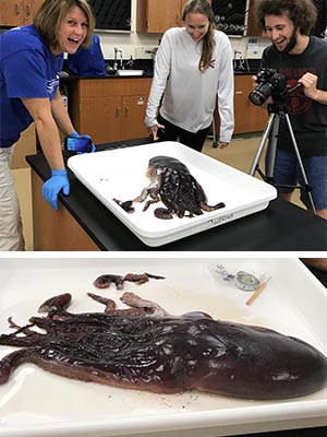 blanket octopus dissection