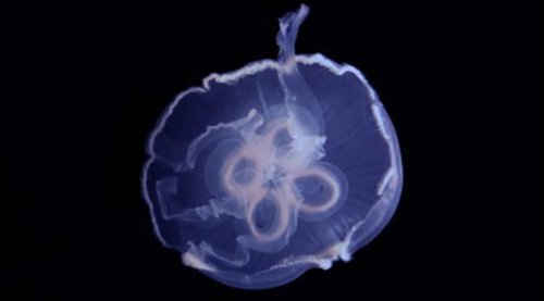 Jellyfish