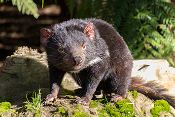 Tasmanian devil Creative Commons