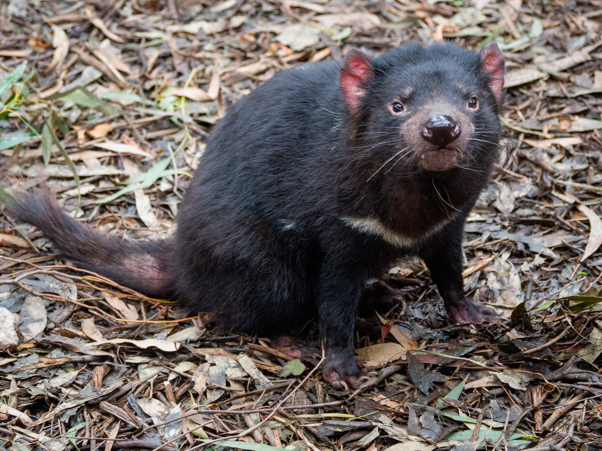 Tasmanian Devil