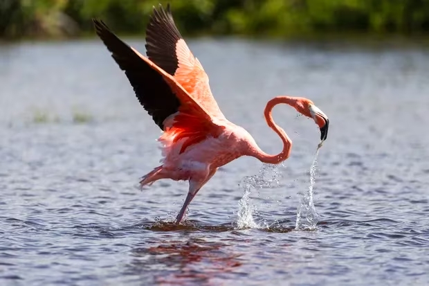 An American flamingo, also known as a Caribbean flamingo, stretches its wings in a tidal pool where it was feeding on Tuesday at Honeymoon Island State Park in Dunedin. [ DOUGLAS R. CLIFFORD | Times ]