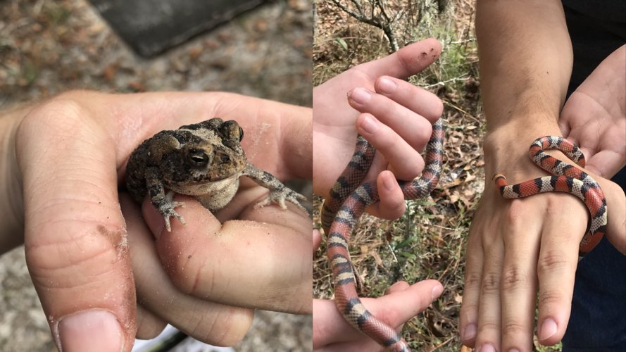 toadsnake500