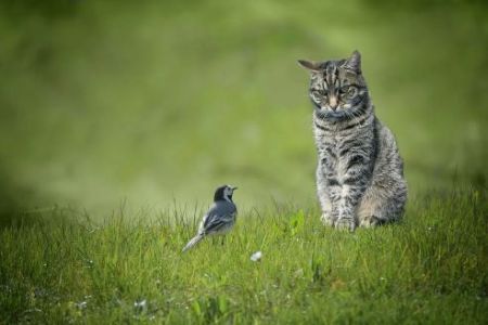 Cats can have a devastating impact on local wildlife.
