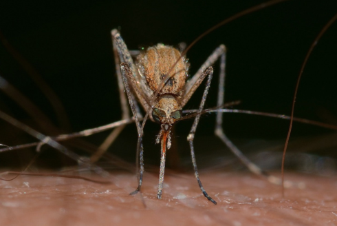 Malaria-spreading mosquitoes