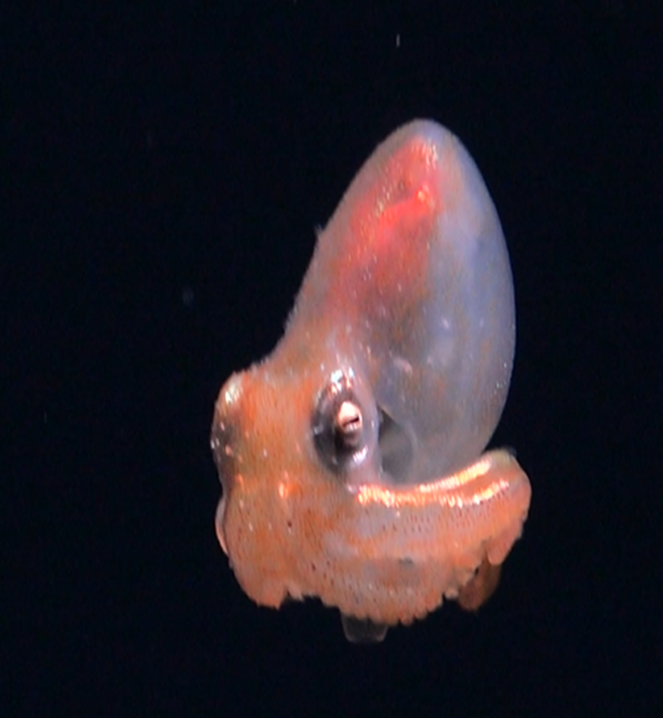 octopus