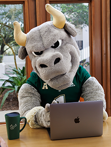 Rocky the Bull