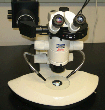 Leica MZ6 Dissecting Fluorescent Microscope