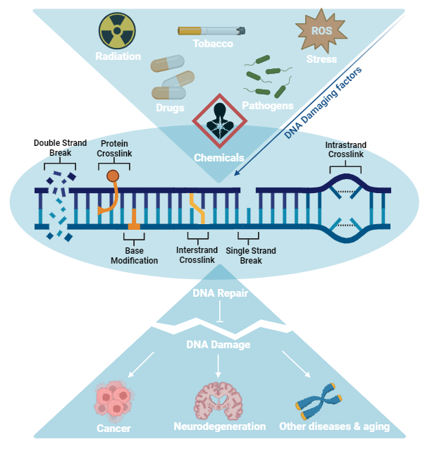 Cellular targets and repair graphs