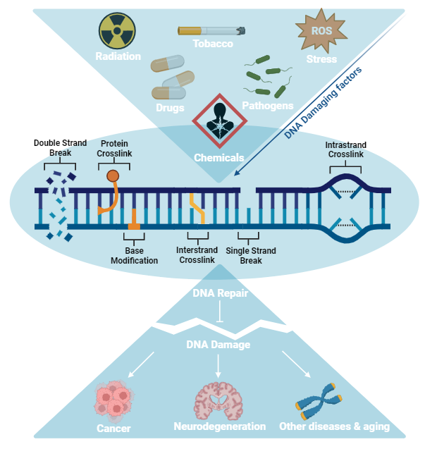  Cellular targets and repair graphs