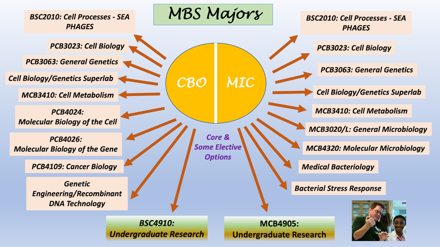 MBS Majors