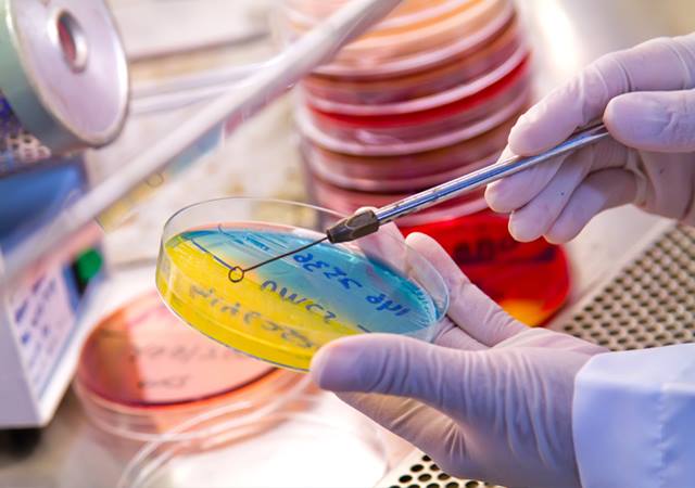 scientist working with petri dish