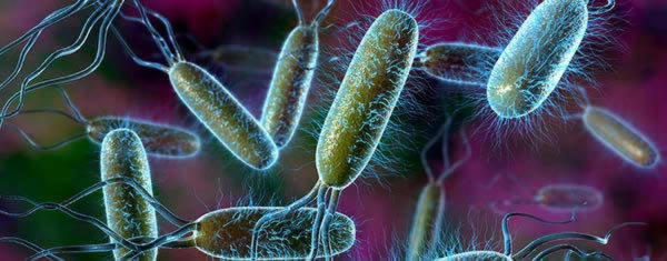 microbes