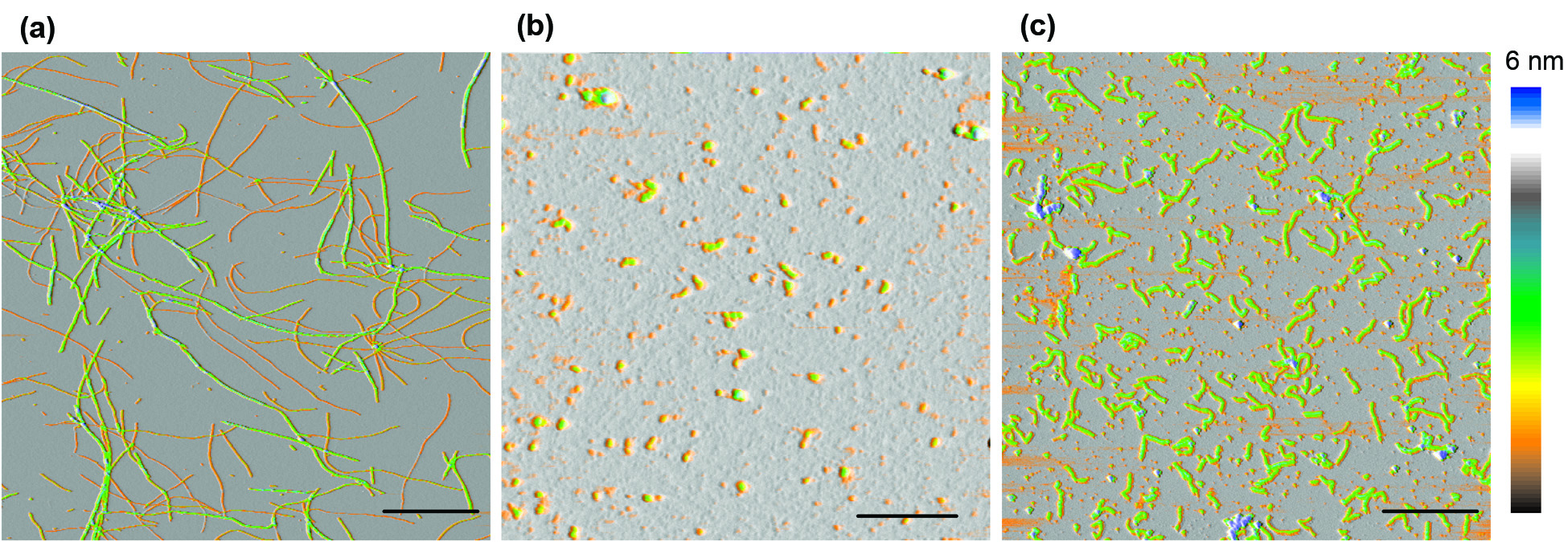 Mechanisms of Amyloid Fibril Self-assembly