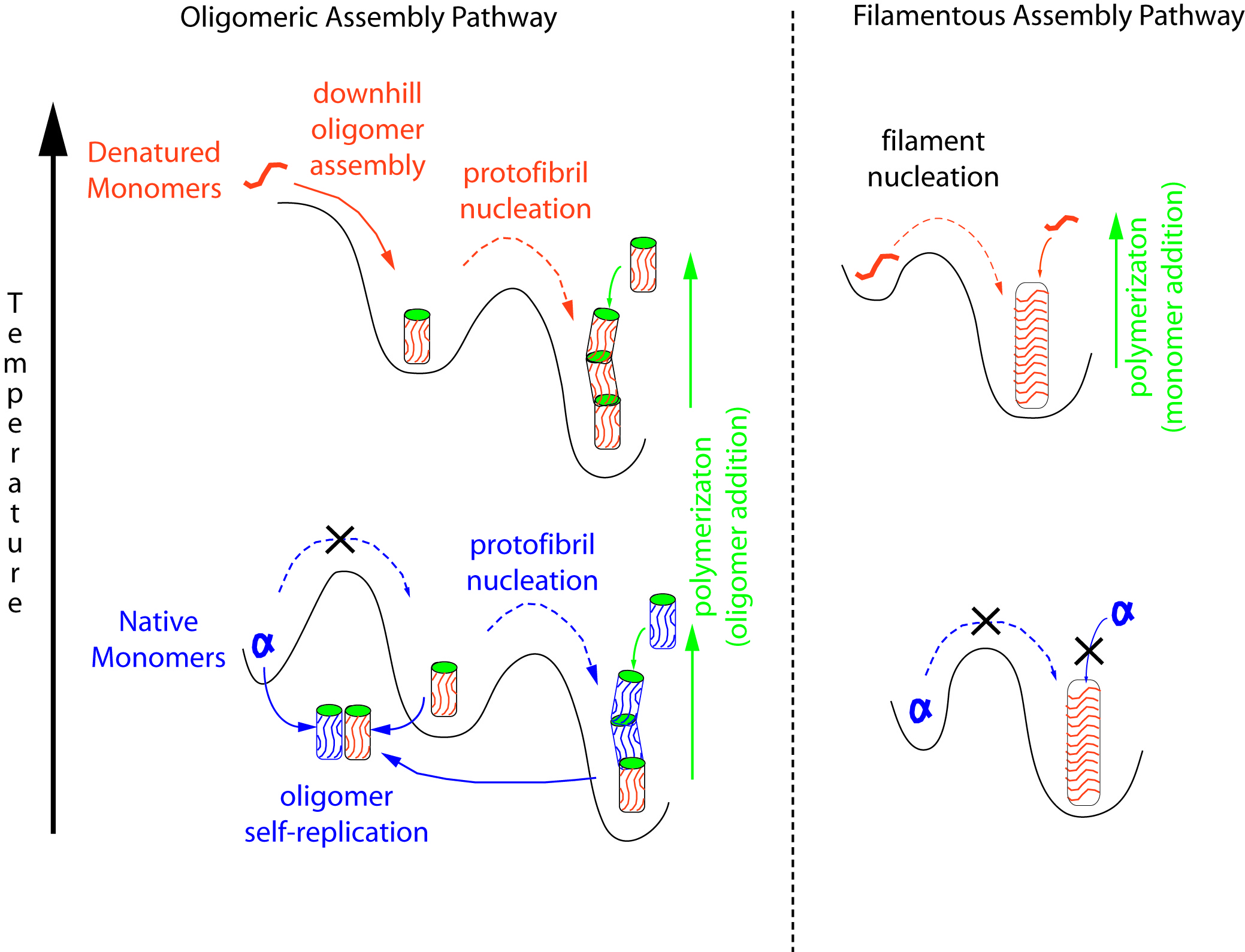Metastable Oligomers