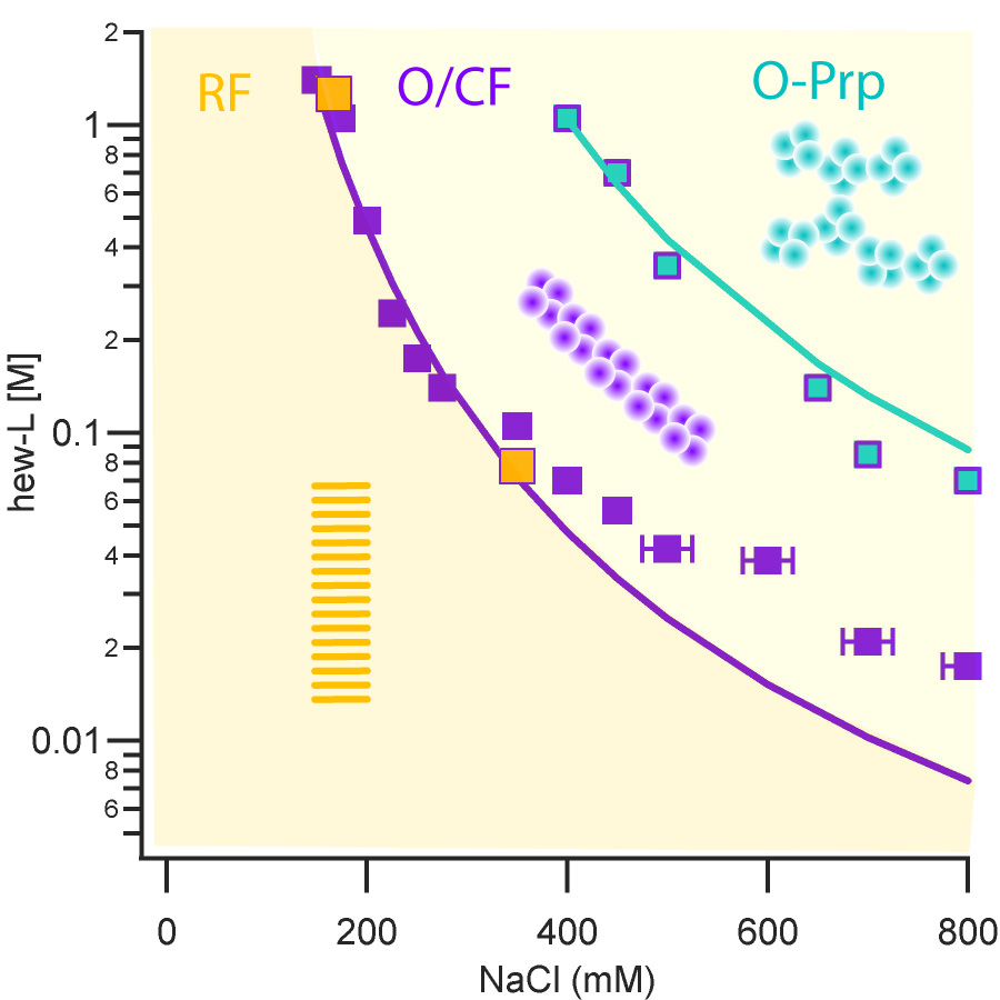 Oligomeric Intermediates and Assembly Pathways
