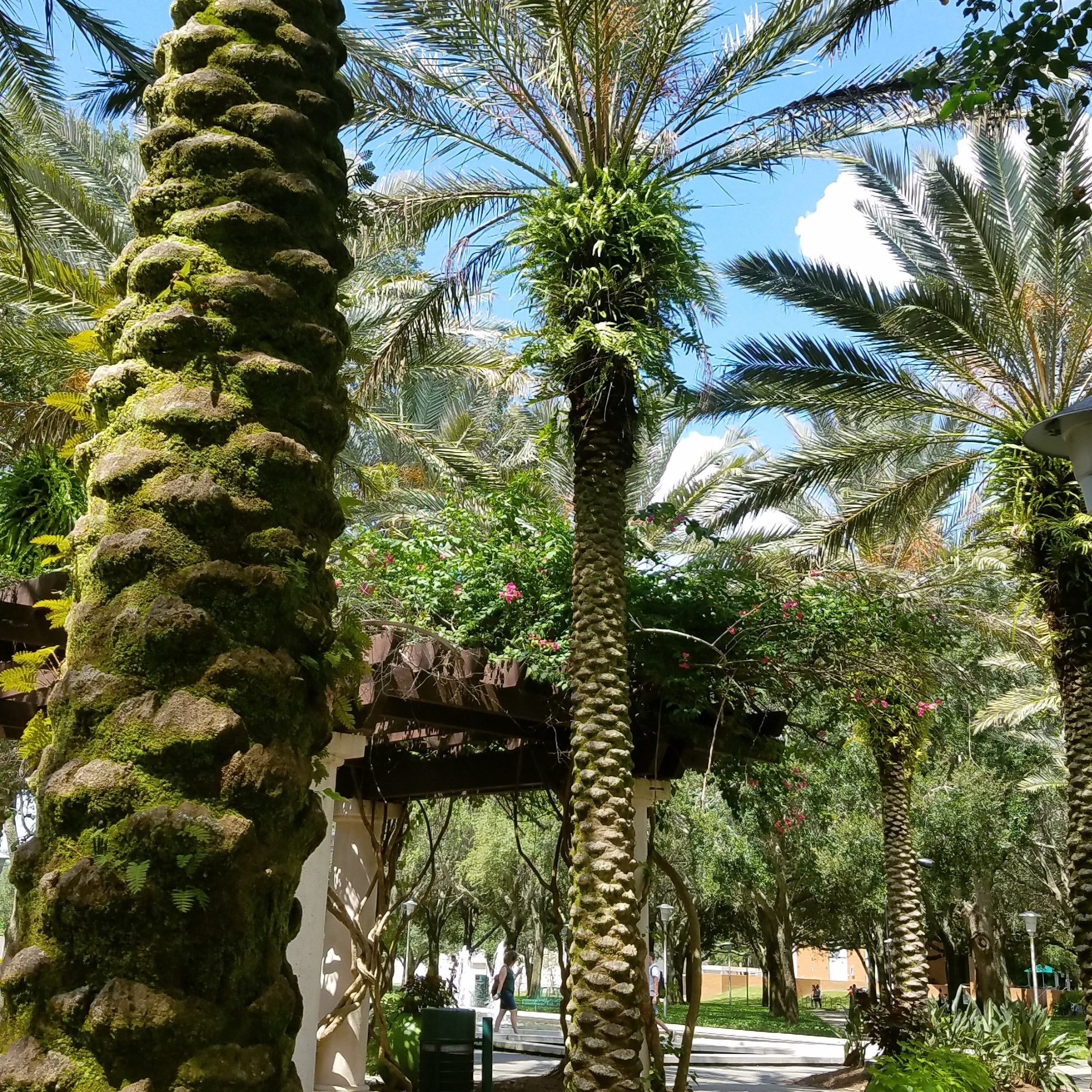 USF Tampa Campus