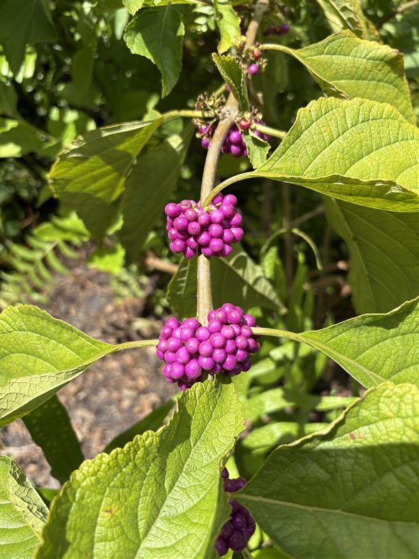 Picture of a Beauty Berry
