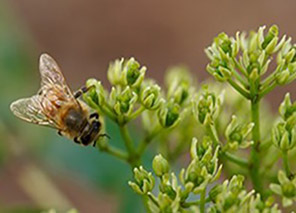 bee plant