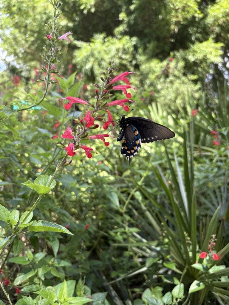 Butterfly perched on flower.