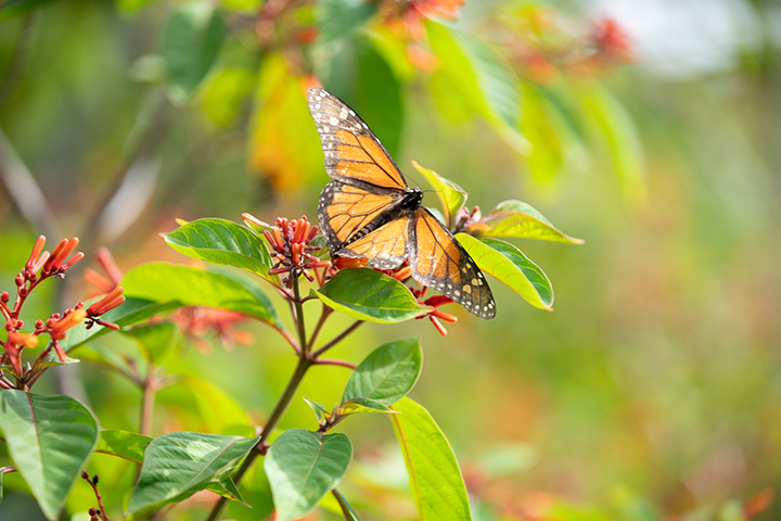 butterfly pollinating plant