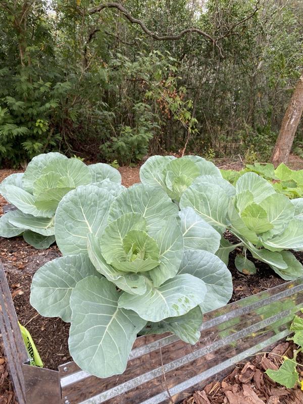 Cabbage ready for harvest