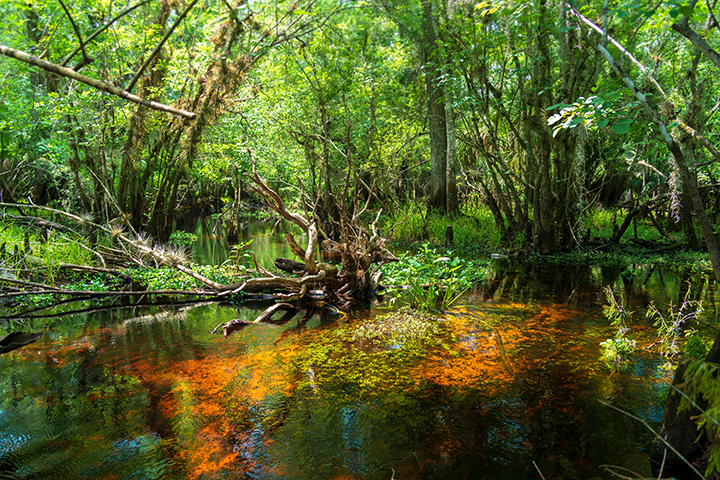 Cypress trees beside a stream