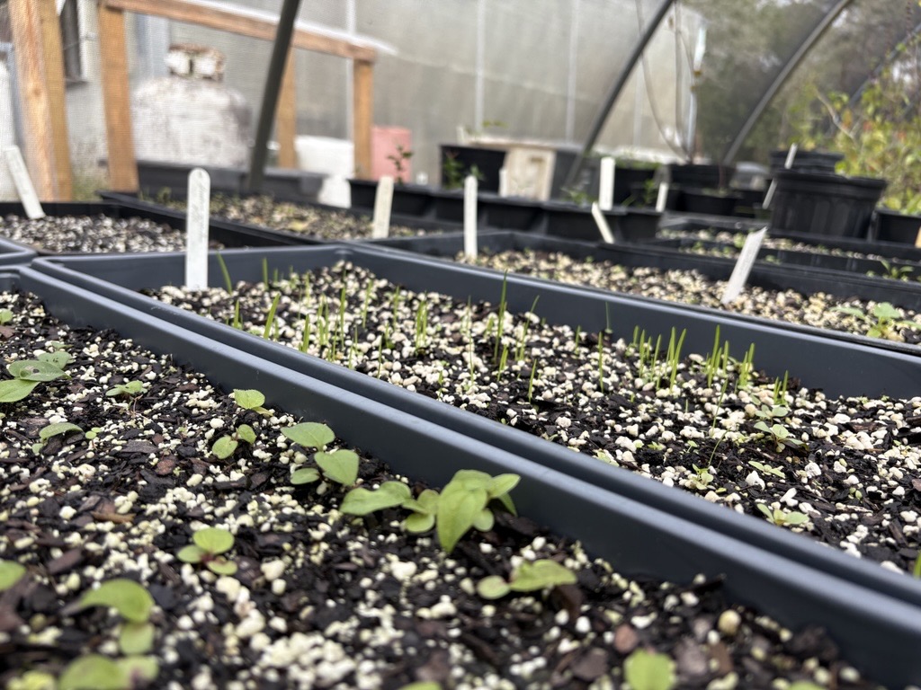Freshly planted seedlings