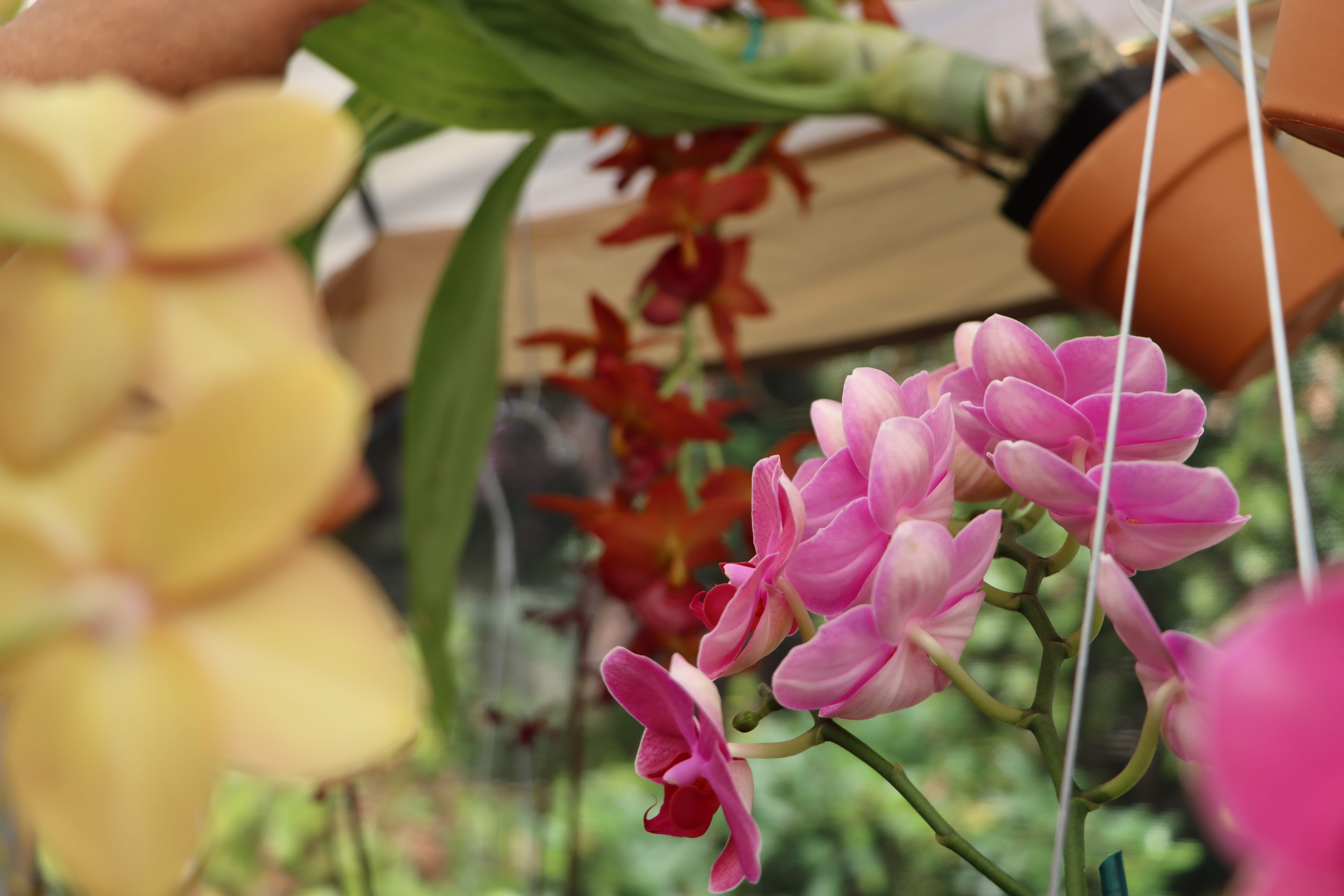 Beautiful Orchids from one of our vendors