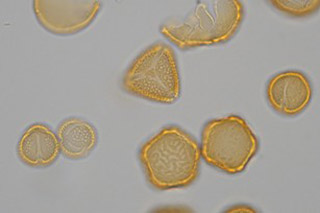 mico pollen sample