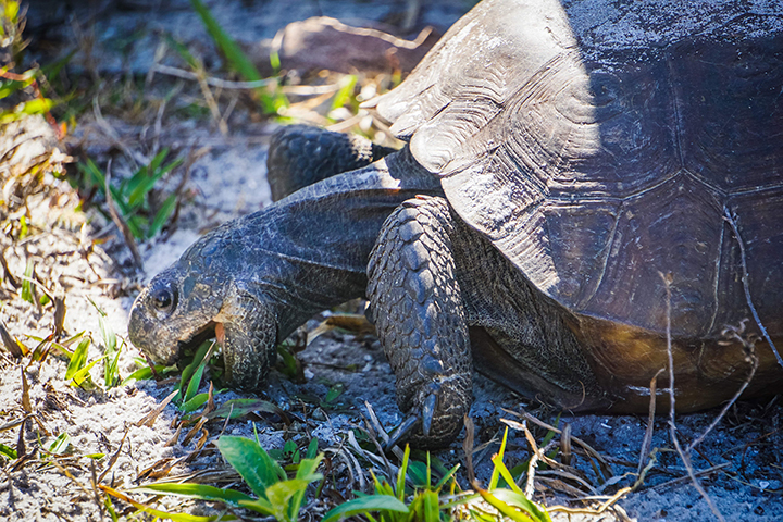 tortoise