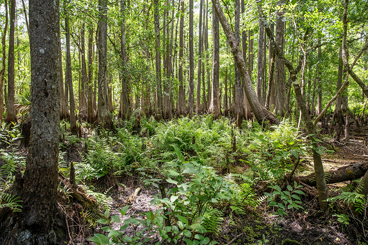 trees in the Forest Preserve