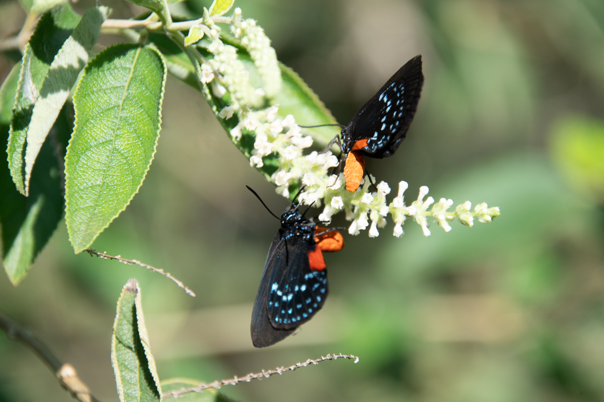 Eumaeus atala butterfly