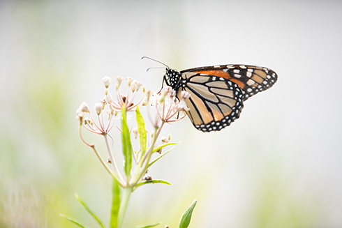 butterfly collects pollen from a plant