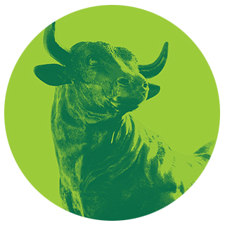 bull placeholder graphic