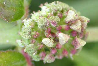 closeup of plant specimen
