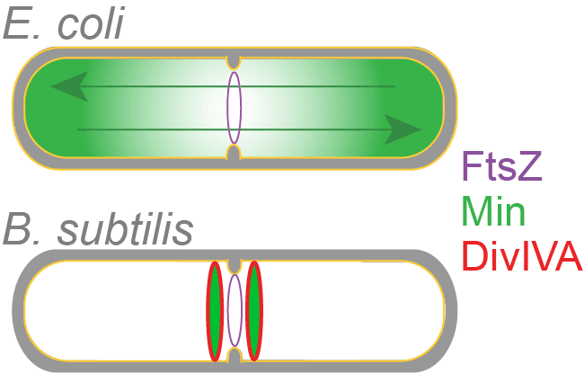 cell division model