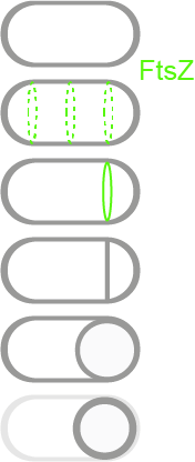 sporulation model