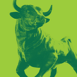 USF Bull placeholder