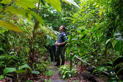 Survival of the seeds: USF researchers examine what it takes for trees to thrive