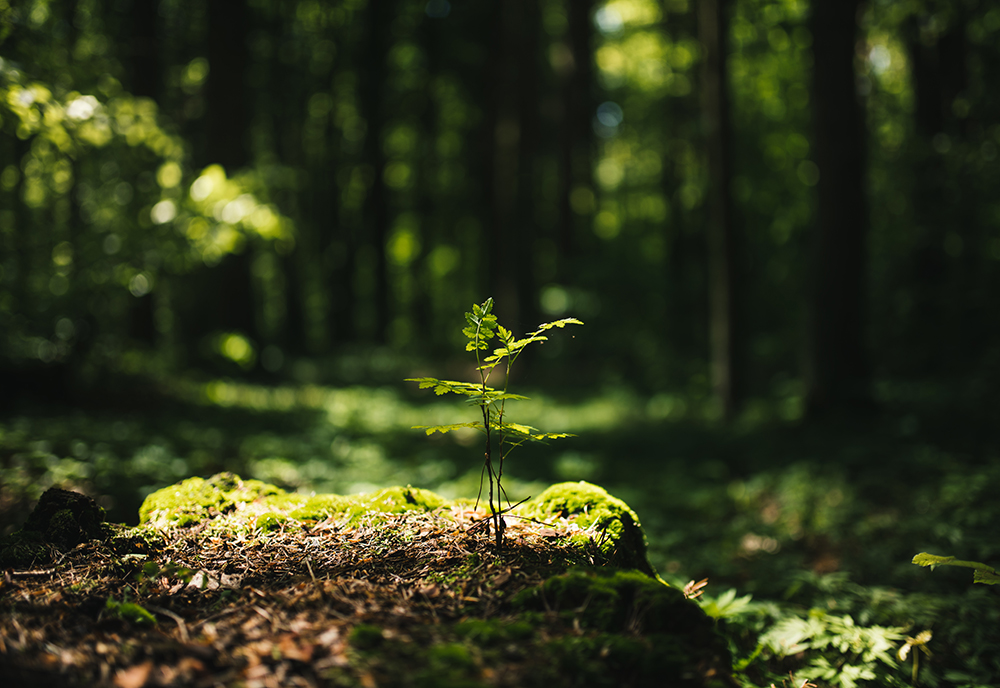 Trees have an overwhelming biomass on Earth and play a significant role in nearly every ecosystem. (Photo courtesy of Adobe Stock)