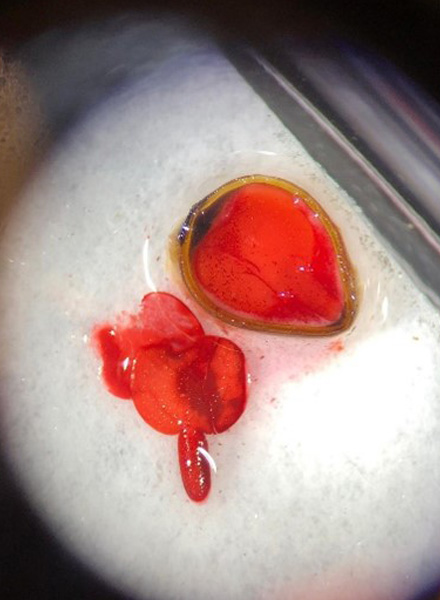 Seed embryo under the colorimetric test called tetrazolium (TZ) that measures seed embryo respiration. Red indicates that the seed is alive. (Photo courtesy of Quesada Avila)