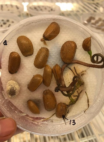 Germinated seeds. (Photo courtesy of Quesada Avila)
