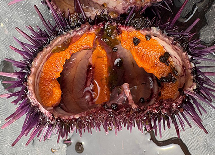 Soltys collected sea urchin alongside commercial divers and the Sonoma State University dive team from the subtidal zone at the restoration sites. (Photo courtesy of Anna Soltys)