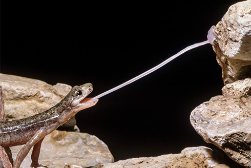 Salamander grabbing a bug precisely and quickly with its tongue