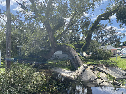 Tree