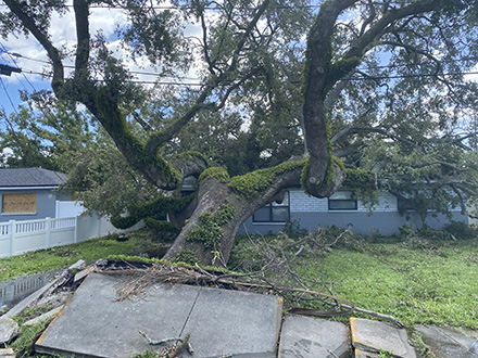 Tree