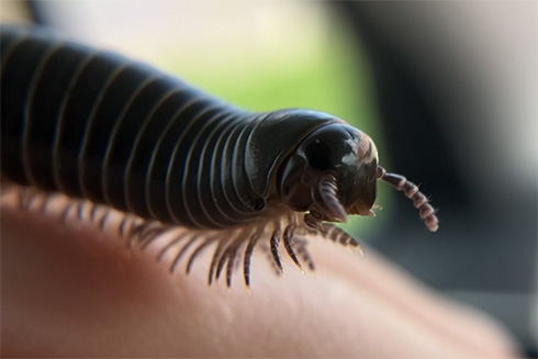 close-up of a millipede